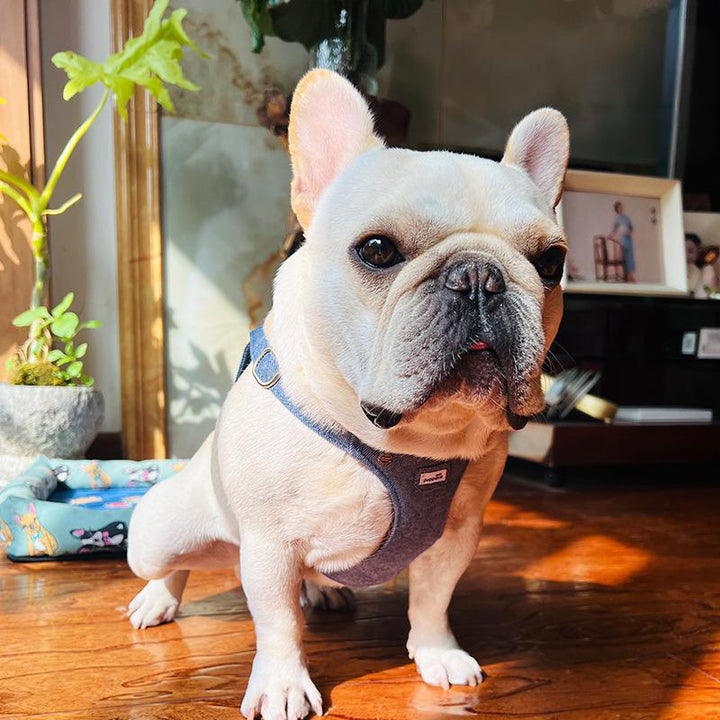 【犬ハーネスセット・ 猫ハーネスセット】引っぱり抑え Denim Classic
