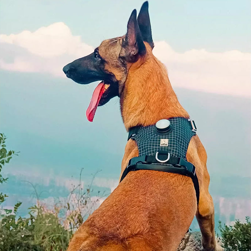【犬ハーネスセット・ 猫ハーネスセット】LEDライト付き SecureGlow Harness