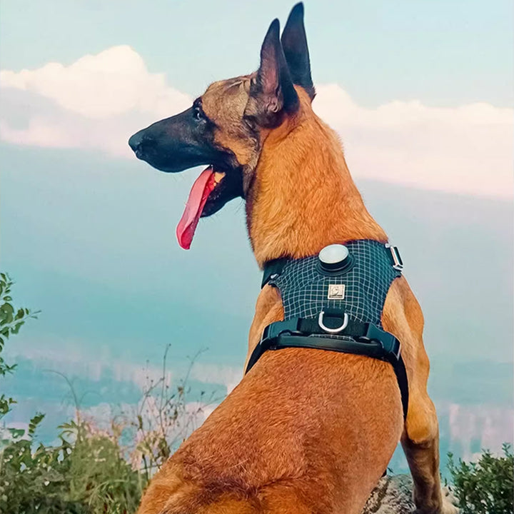 【犬ハーネスセット・ 猫ハーネスセット】LEDライト付き SecureGlow Harness