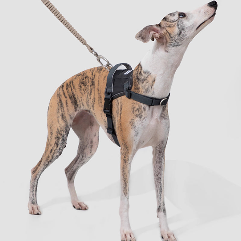 【犬ハーネスセット・ 猫ハーネスセット】おしゃれ Smart Mobility
