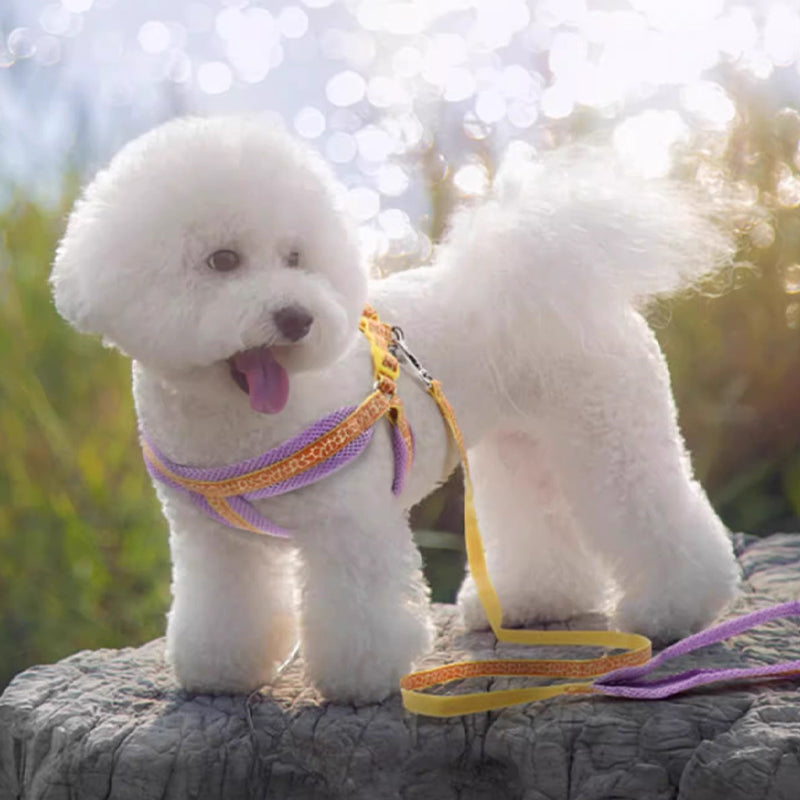 【犬ハーネスセット・ 猫ハーネスセット】花柄  Harmony