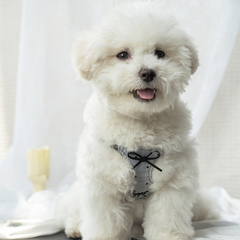 【犬ハーネスセット・ 猫ハーネスセット】レース Elegant Bloom