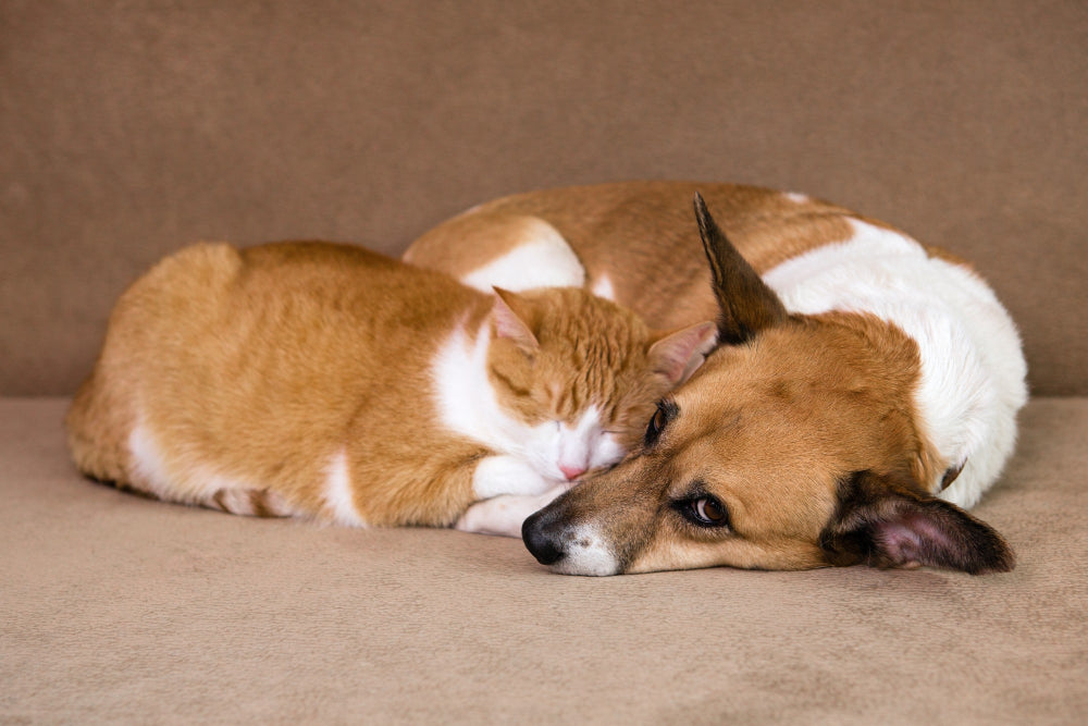【特集】犬と猫、どっちが向いている？新しい家族を迎えるための徹底ガイド