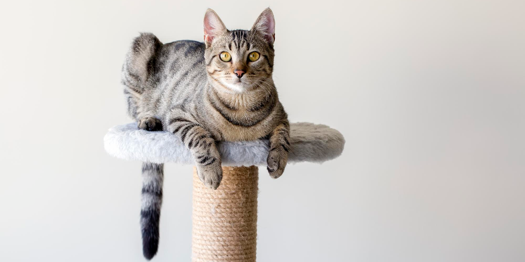 【特集】キャットタワーの選び方ガイド