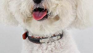 PET COLLAR