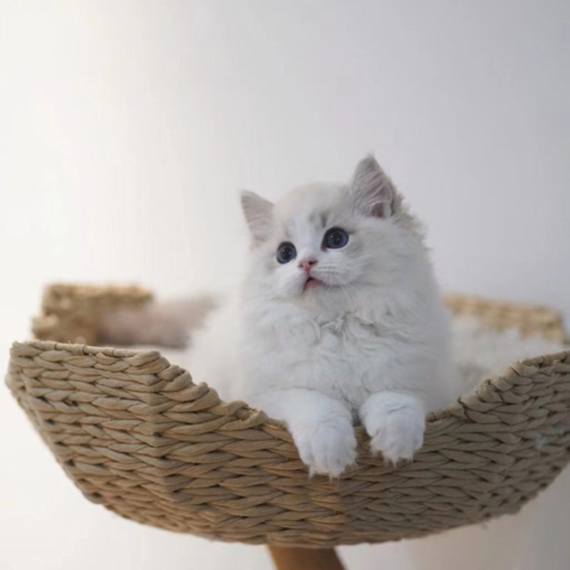 【キャットタワー】無垢材 Natural View