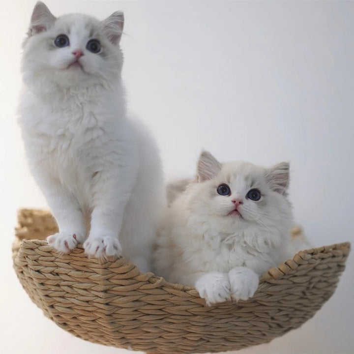 【キャットタワー】無垢材 Natural View