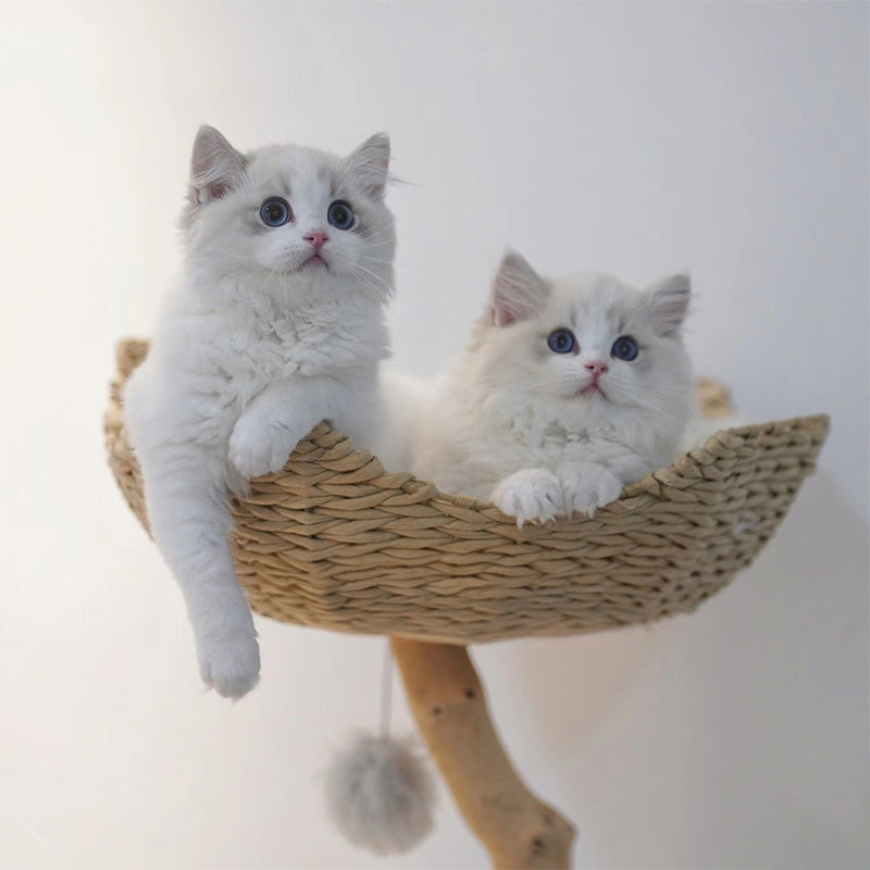 【キャットタワー】無垢材 Natural View