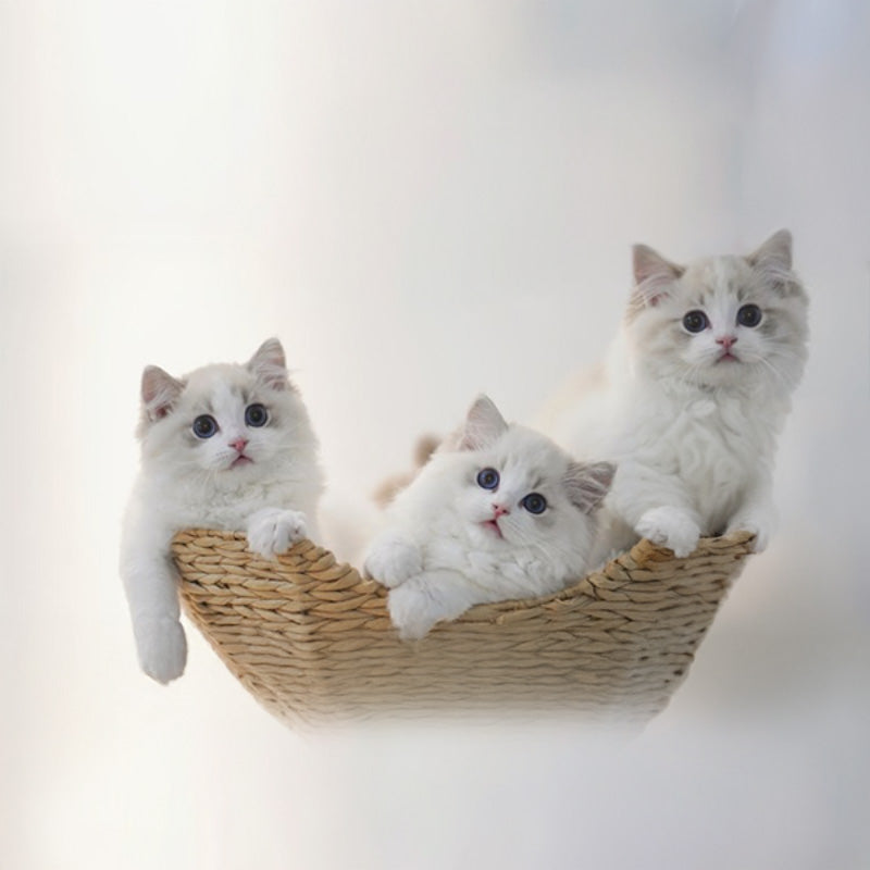 【キャットタワー】無垢材 Natural View