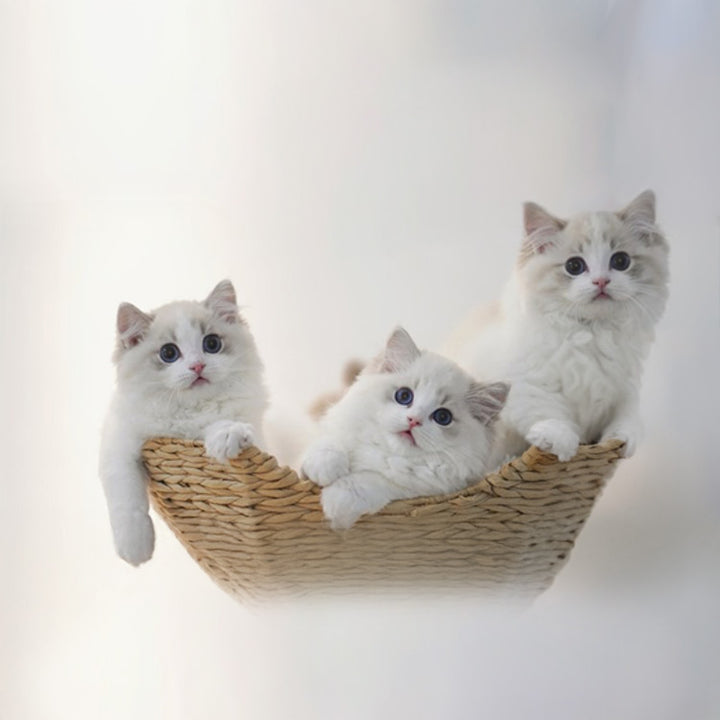 【キャットタワー】無垢材 Natural View