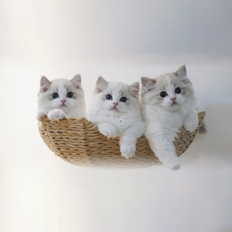 【キャットタワー】無垢材 Natural View