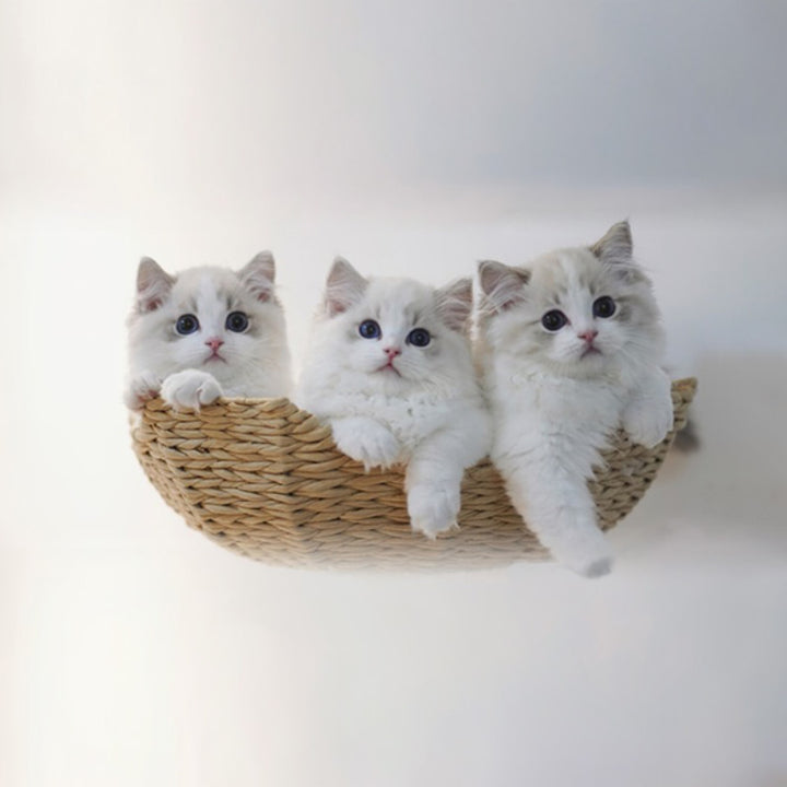 【キャットタワー】無垢材 Natural View