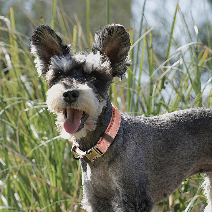 【首輪】マット感 Soft Aura