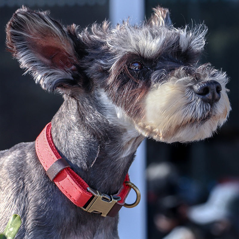 【首輪】マット感 Soft Aura