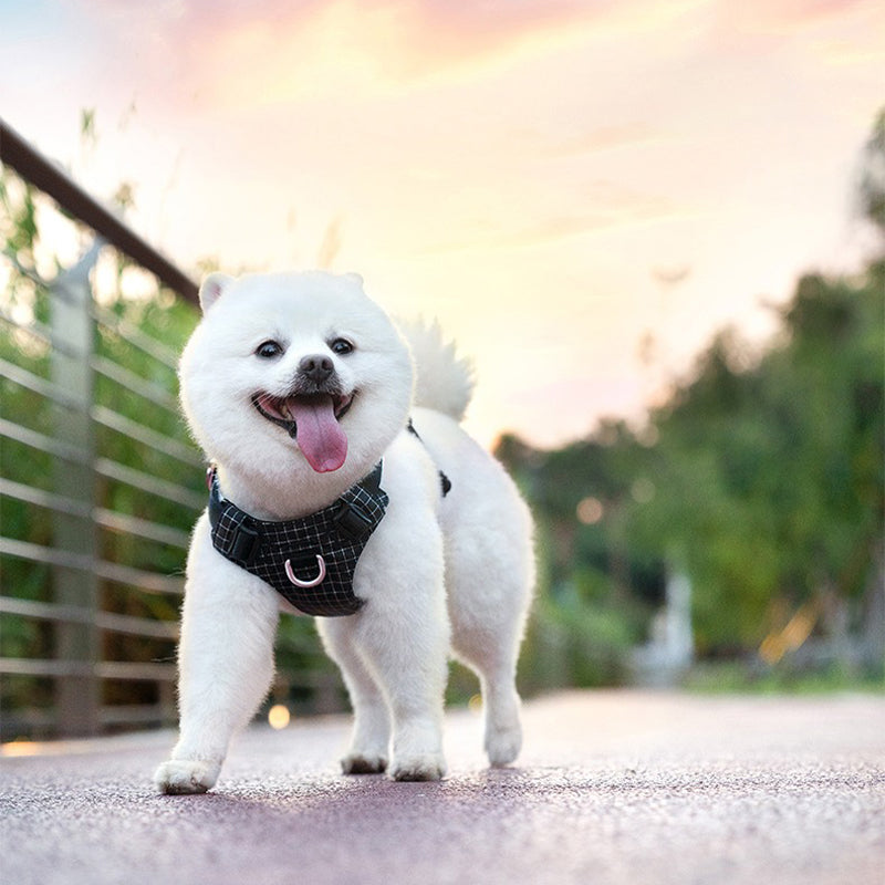 【犬ハーネスセット・ 猫ハーネスセット】LEDライト付き SecureGlow Harness