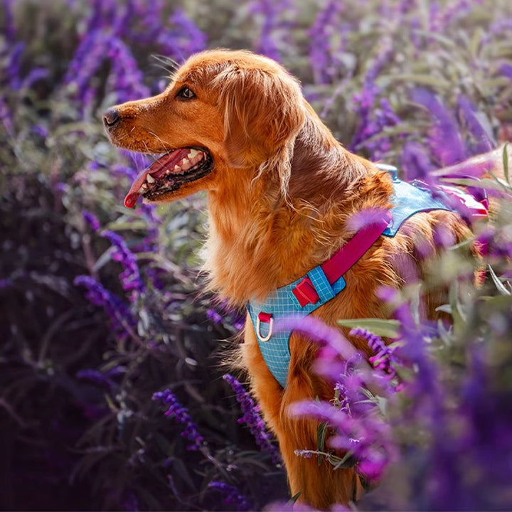 【犬ハーネスセット・ 猫ハーネスセット】LEDライト付き SecureGlow Harness